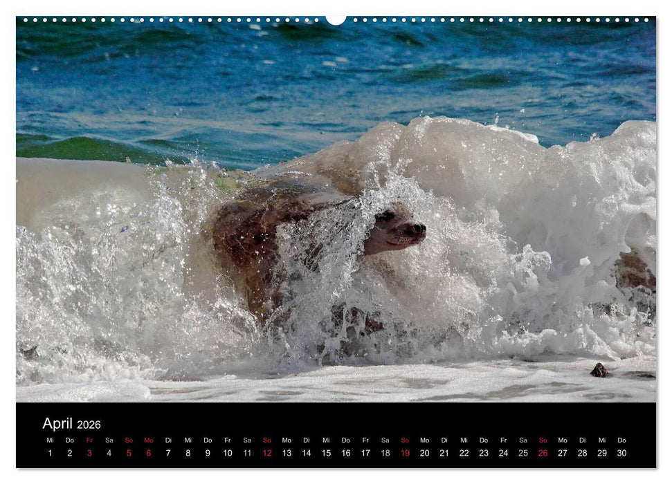 Faszination Kegelrobben und Seehunde 2026 (CALVENDO Premium Wandkalender 2026)