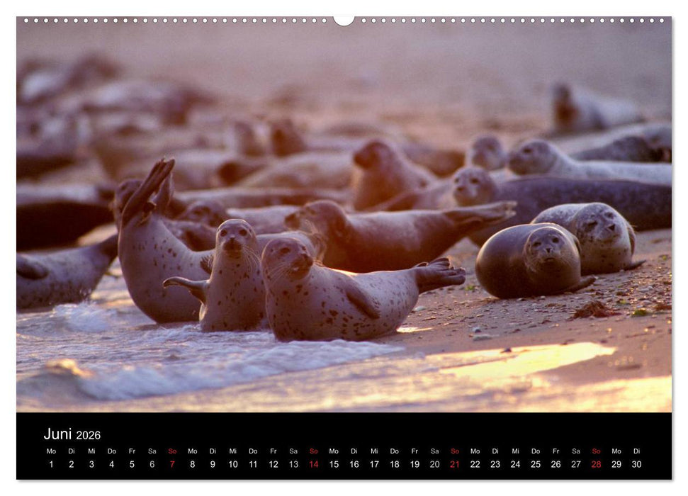Faszination Kegelrobben und Seehunde 2026 (CALVENDO Premium Wandkalender 2026)