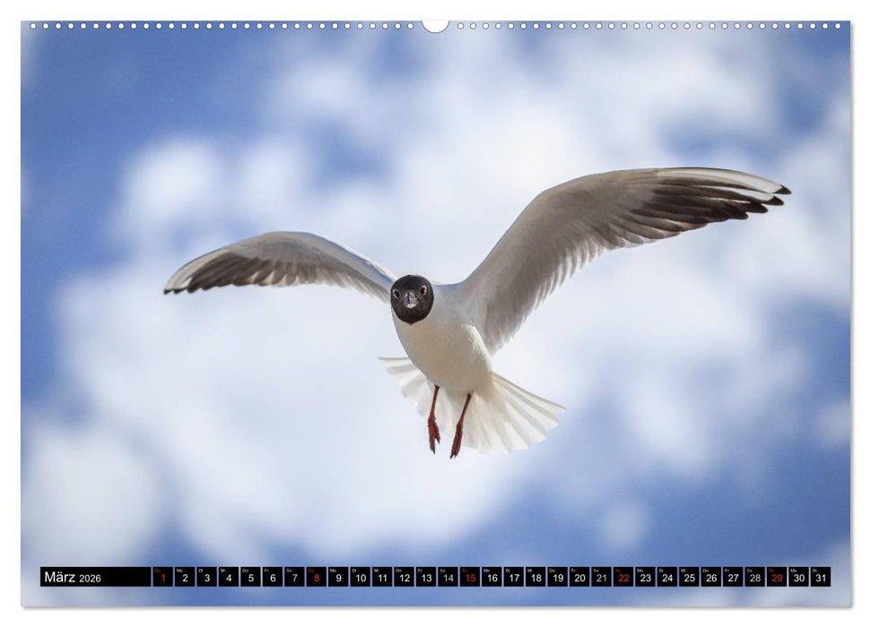 Ostsee - Träume vom Meer (CALVENDO Wandkalender 2026)