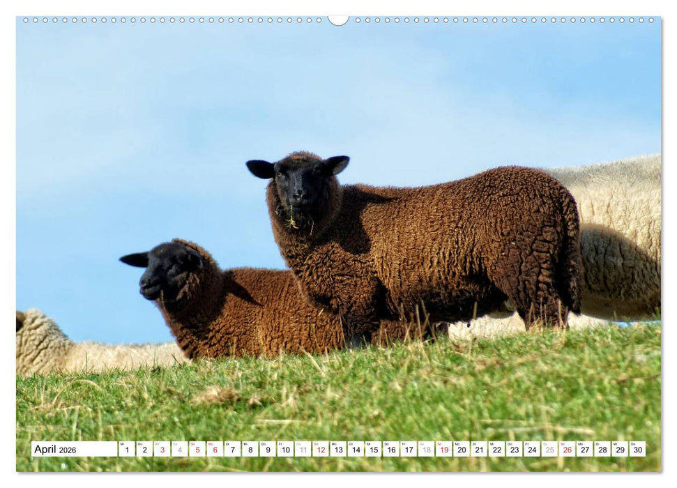 Leer - Ostfriesische Impressionen 2026 (CALVENDO Premium Wandkalender 2026)