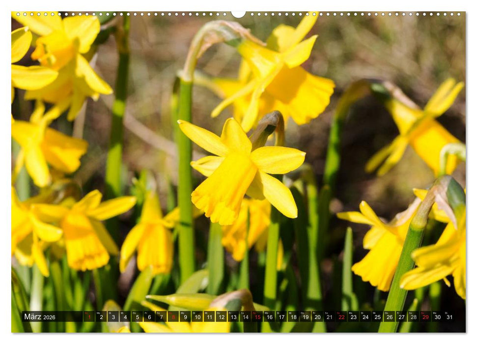 Rømø (CALVENDO Wandkalender 2026)