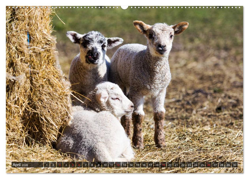 Rømø (CALVENDO Wandkalender 2026)