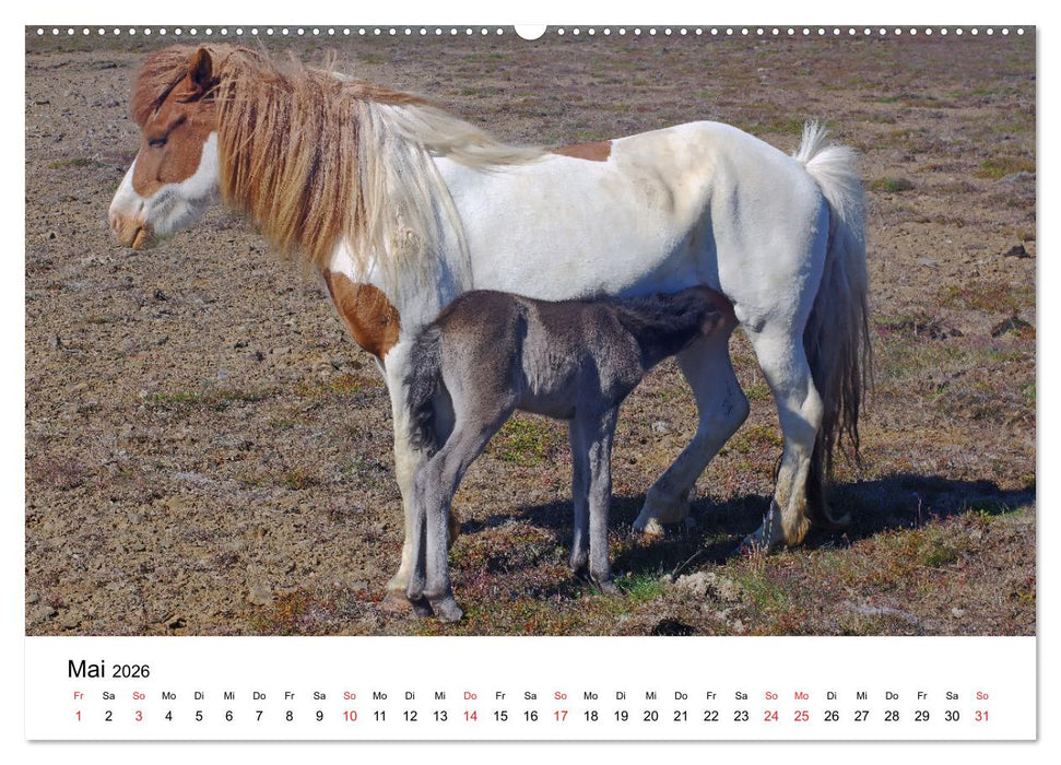 Die Pferde Islands - Ein Streifzug durch Island (CALVENDO Wandkalender 2026)