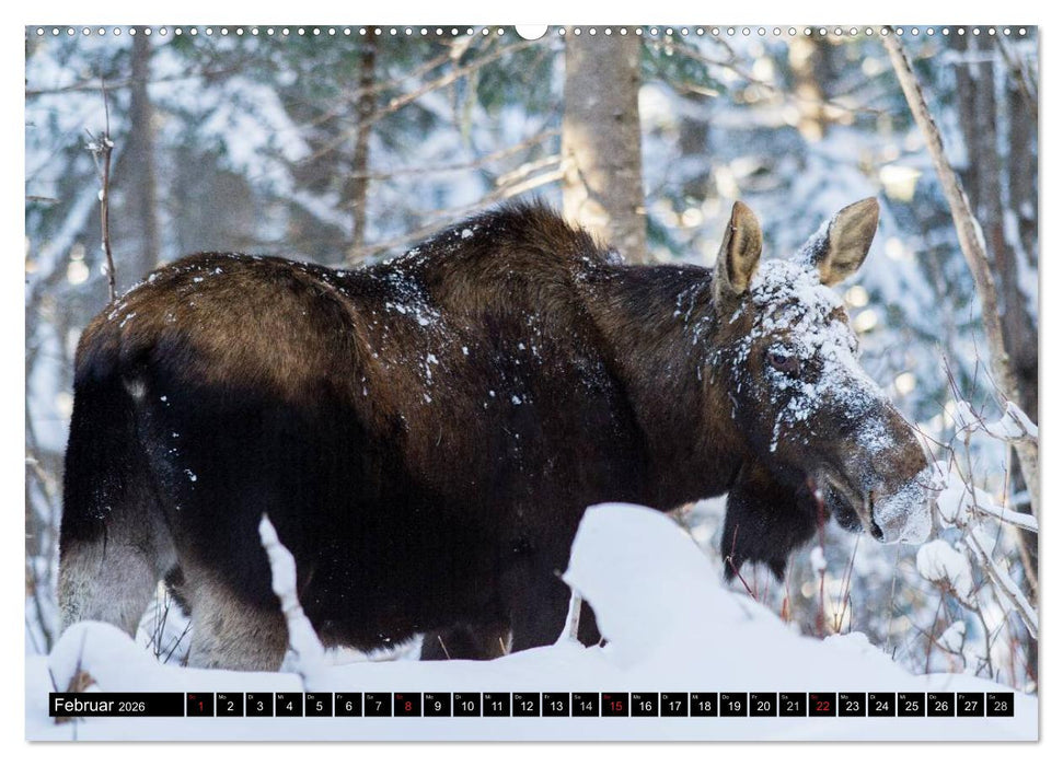 ELCHE In den nördlichen Wäldern (CALVENDO Premium Wandkalender 2026)