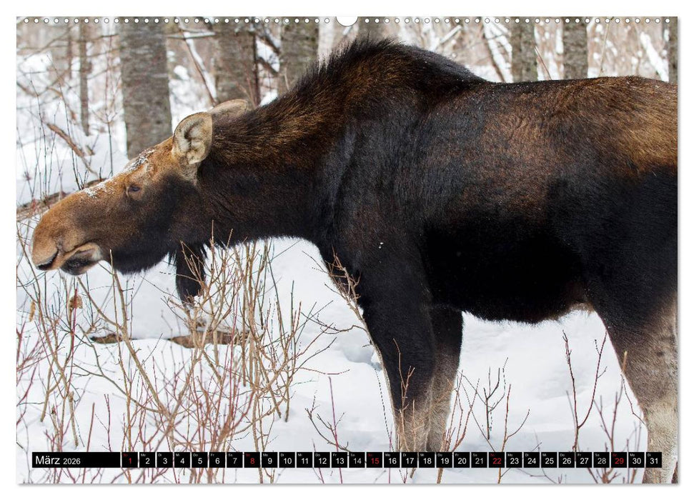 ELCHE In den nördlichen Wäldern (CALVENDO Premium Wandkalender 2026)