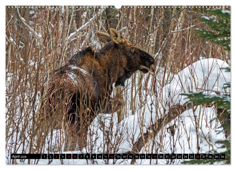 ELCHE In den nördlichen Wäldern (CALVENDO Premium Wandkalender 2026)