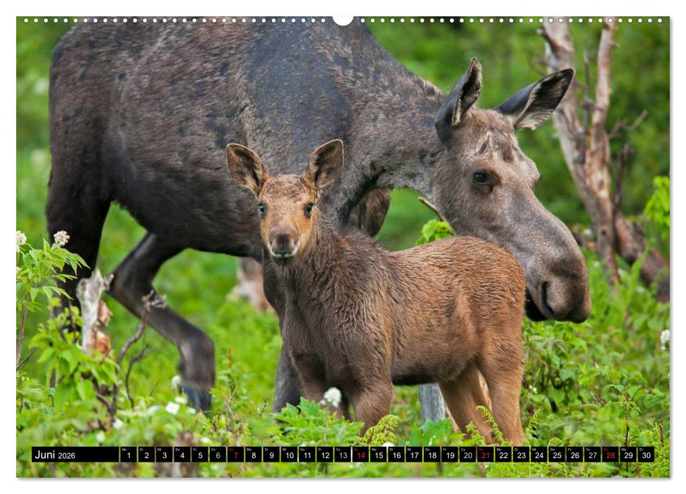 ELCHE In den nördlichen Wäldern (CALVENDO Premium Wandkalender 2026)