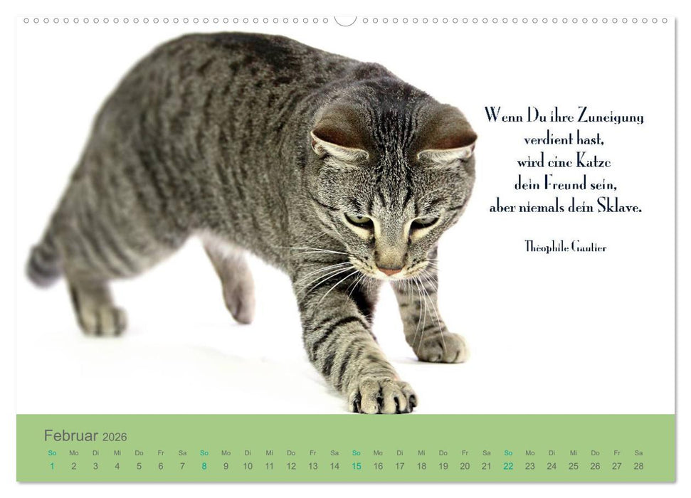 Katzenzitate 2026 (CALVENDO Wandkalender 2026)
