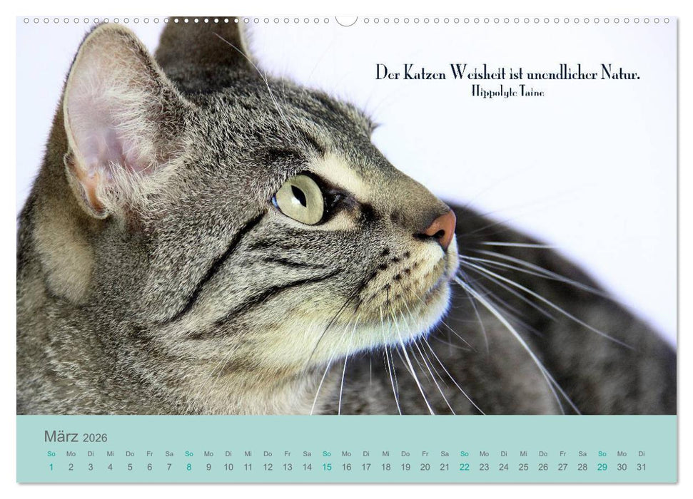 Katzenzitate 2026 (CALVENDO Wandkalender 2026)