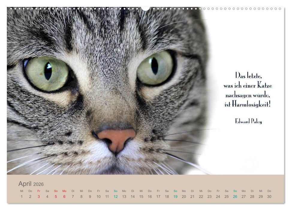 Katzenzitate 2026 (CALVENDO Wandkalender 2026)