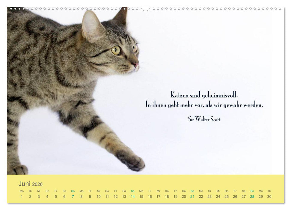 Katzenzitate 2026 (CALVENDO Wandkalender 2026)
