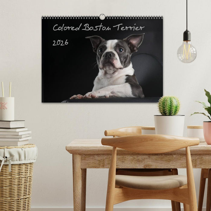 Colored Boston Terrier 2026 (CALVENDO Wandkalender 2026)