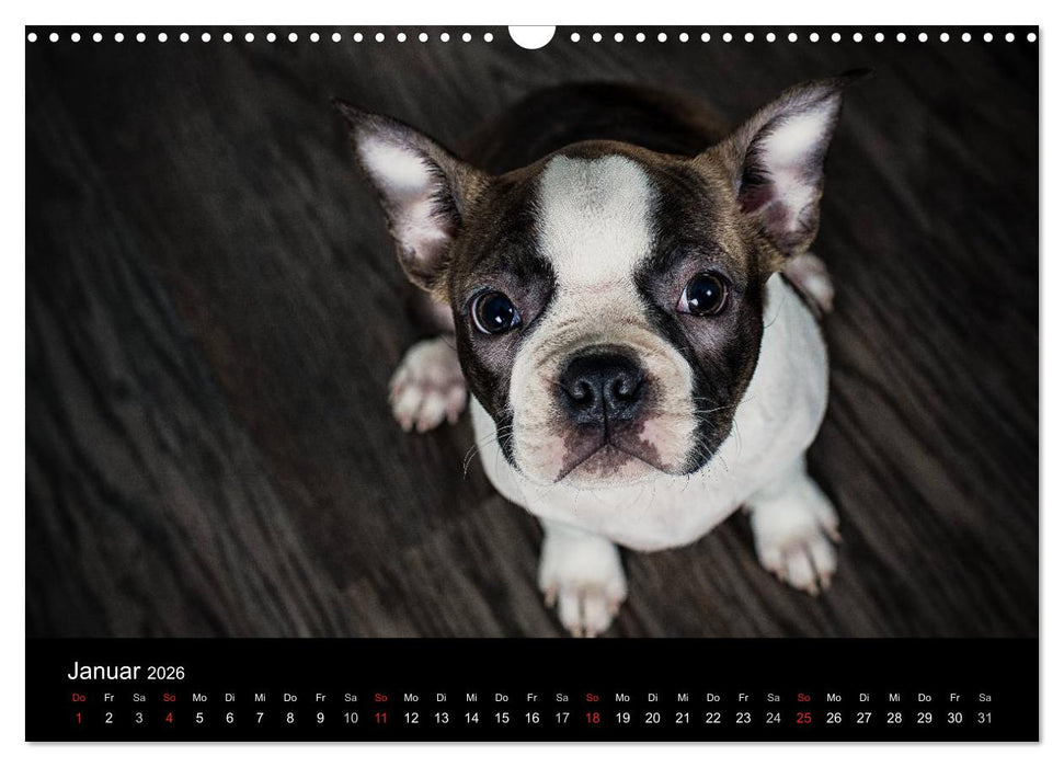 Colored Boston Terrier 2026 (CALVENDO Wandkalender 2026)