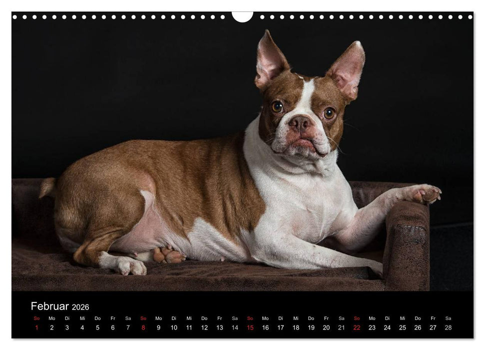Colored Boston Terrier 2026 (CALVENDO Wandkalender 2026)