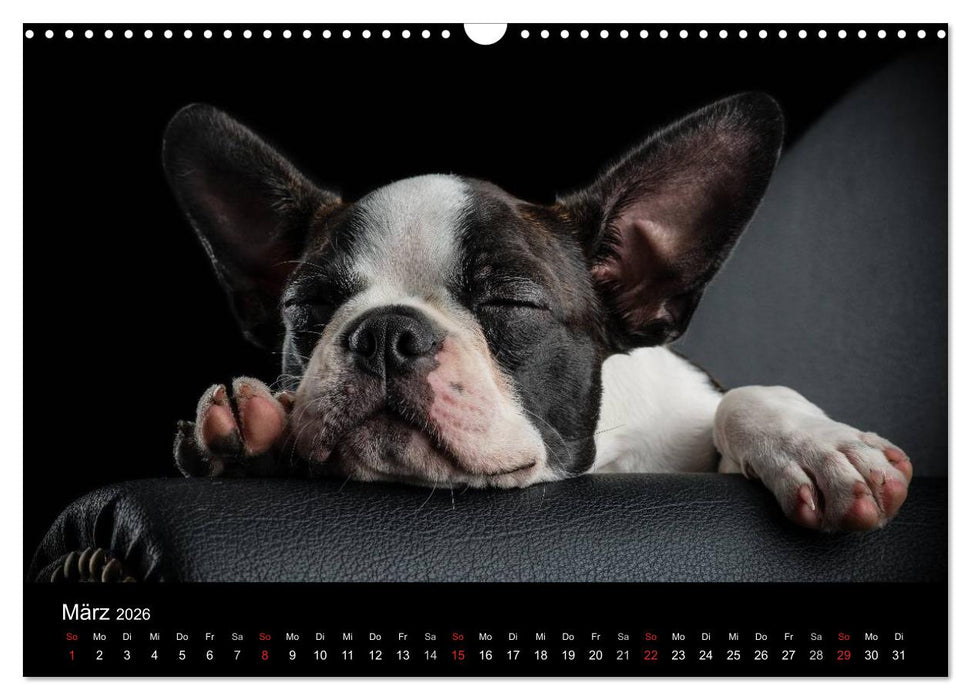 Colored Boston Terrier 2026 (CALVENDO Wandkalender 2026)