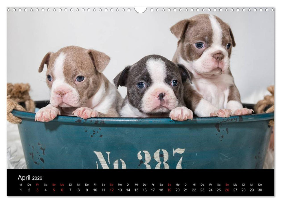 Colored Boston Terrier 2026 (CALVENDO Wandkalender 2026)