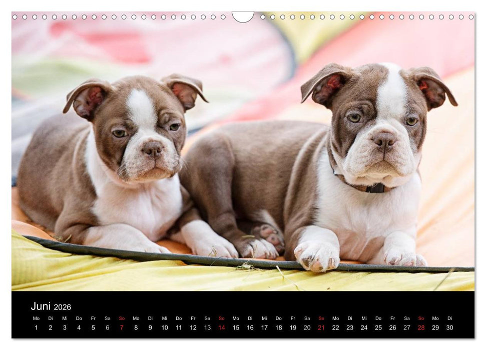 Colored Boston Terrier 2026 (CALVENDO Wandkalender 2026)