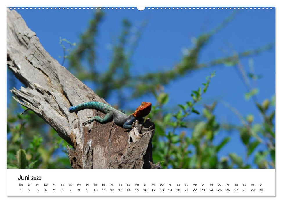 Faszination - Echsen (CALVENDO Premium Wandkalender 2026)