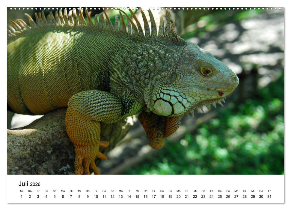 Faszination - Echsen (CALVENDO Premium Wandkalender 2026)