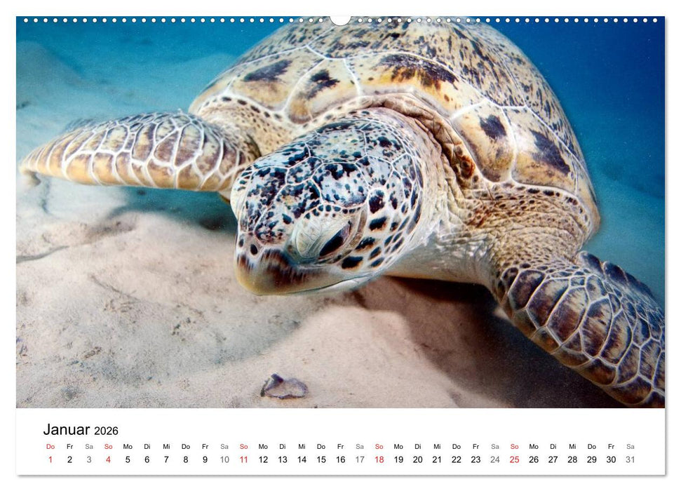 Highlights aus dem Meer - Tauchkalender (CALVENDO Premium Wandkalender 2026)