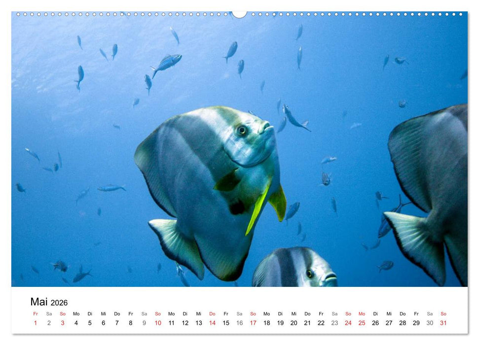 Highlights aus dem Meer - Tauchkalender (CALVENDO Premium Wandkalender 2026)