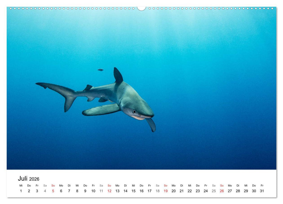 Highlights aus dem Meer - Tauchkalender (CALVENDO Premium Wandkalender 2026)