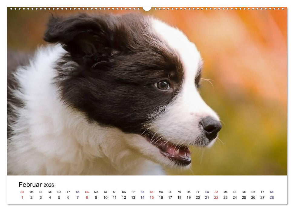 Pfotastische Border Collie Welpen (CALVENDO Premium Wandkalender 2026)