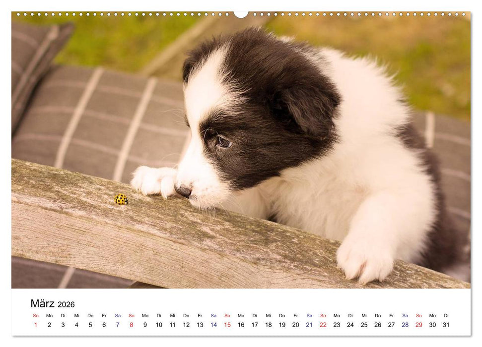 Pfotastische Border Collie Welpen (CALVENDO Premium Wandkalender 2026)