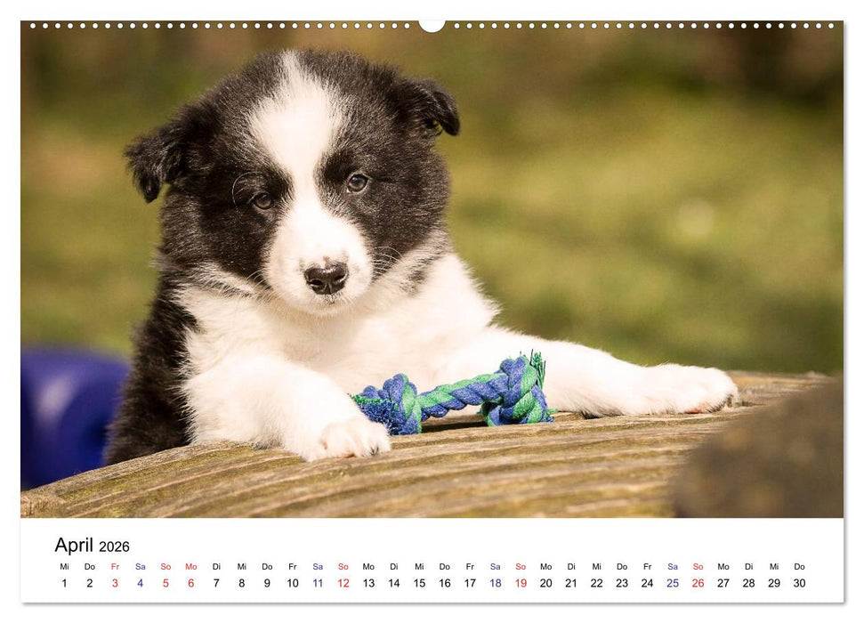 Pfotastische Border Collie Welpen (CALVENDO Premium Wandkalender 2026)