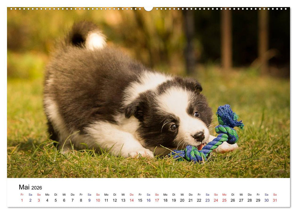 Pfotastische Border Collie Welpen (CALVENDO Premium Wandkalender 2026)