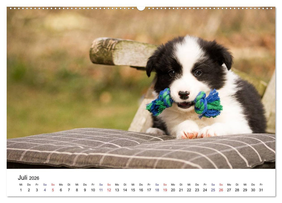 Pfotastische Border Collie Welpen (CALVENDO Premium Wandkalender 2026)