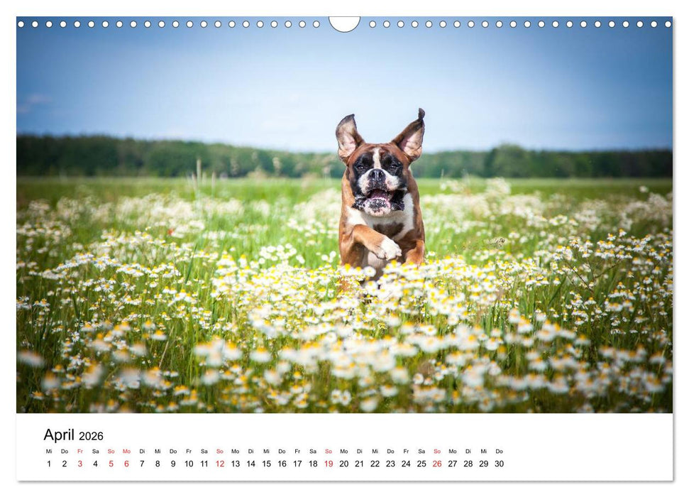 Deutscher Boxer (CALVENDO Wandkalender 2026)