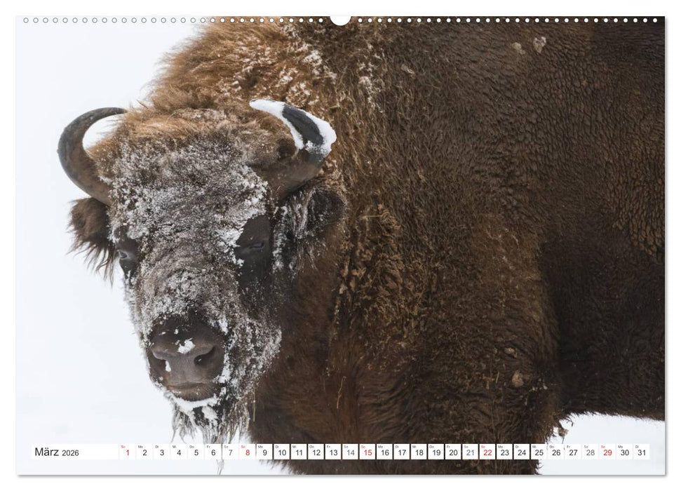 Emotionale Momente: Der Wisent. (CALVENDO Premium Wandkalender 2026)