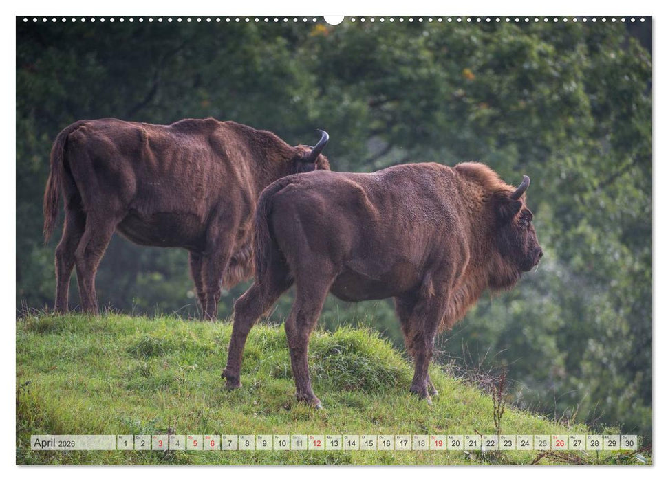 Emotionale Momente: Der Wisent. (CALVENDO Premium Wandkalender 2026)