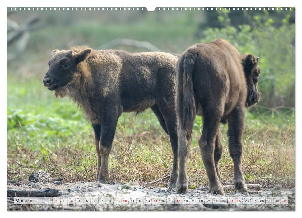 Emotionale Momente: Der Wisent. (CALVENDO Premium Wandkalender 2026)