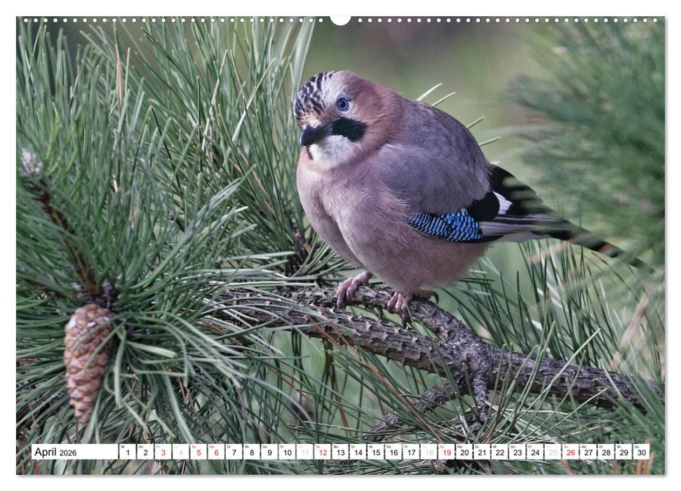 Heimische Gartenvögel (CALVENDO Premium Wandkalender 2026)