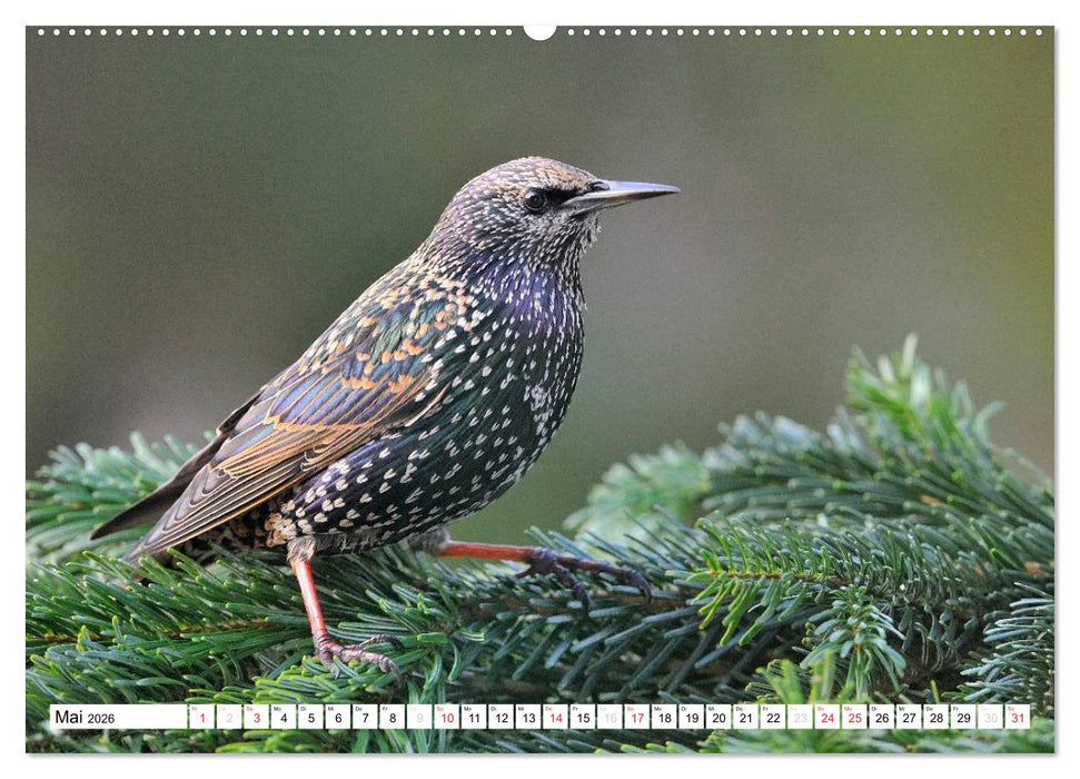 Heimische Gartenvögel (CALVENDO Premium Wandkalender 2026)
