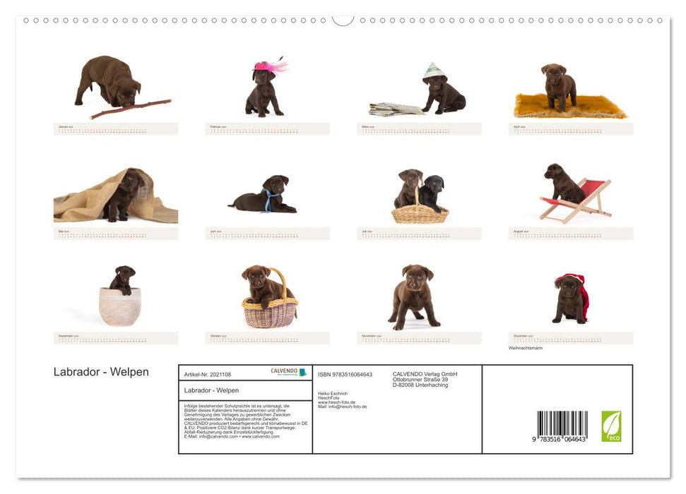 Labrador - Welpen (CALVENDO Premium Wandkalender 2026)