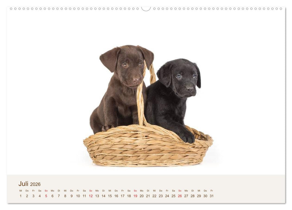 Labrador - Welpen (CALVENDO Premium Wandkalender 2026)