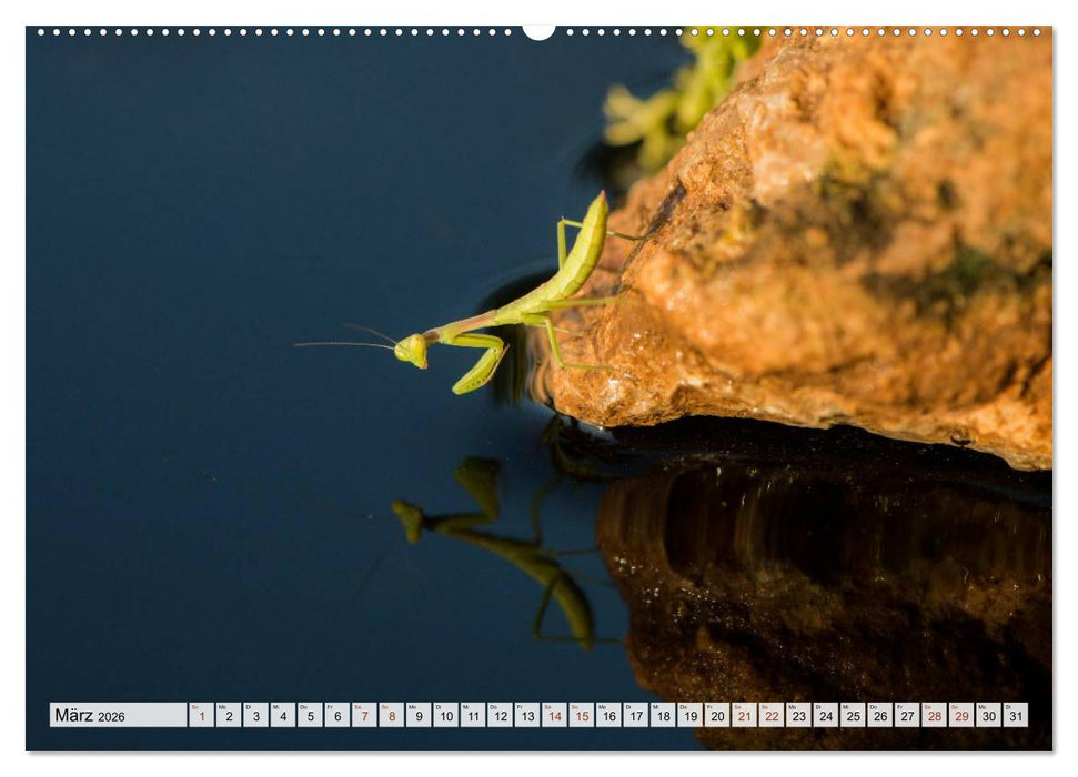 INSEKTEN GANZ NAHE (CALVENDO Wandkalender 2026)