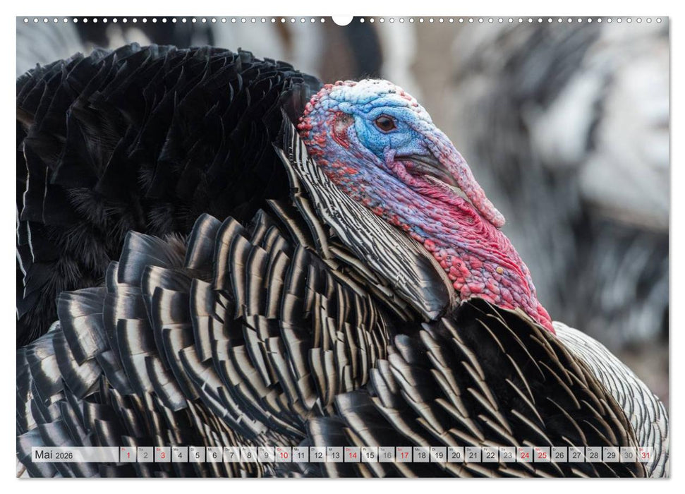 Emotionale Momente: Der Truthahn. (CALVENDO Premium Wandkalender 2026)