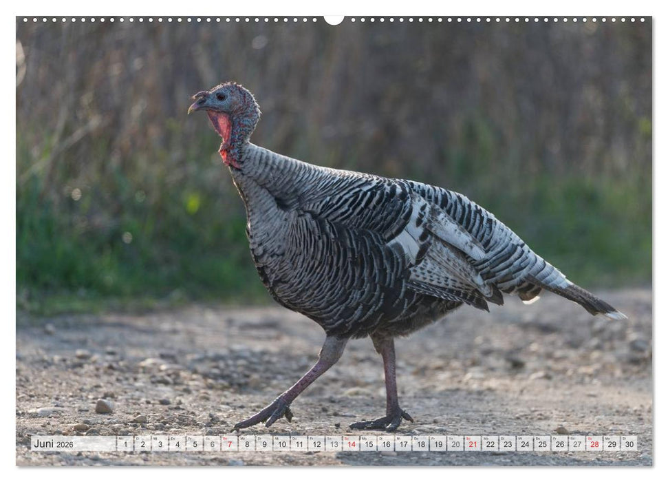 Emotionale Momente: Der Truthahn. (CALVENDO Premium Wandkalender 2026)