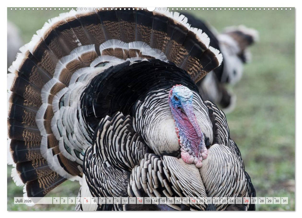 Emotionale Momente: Der Truthahn. (CALVENDO Premium Wandkalender 2026)