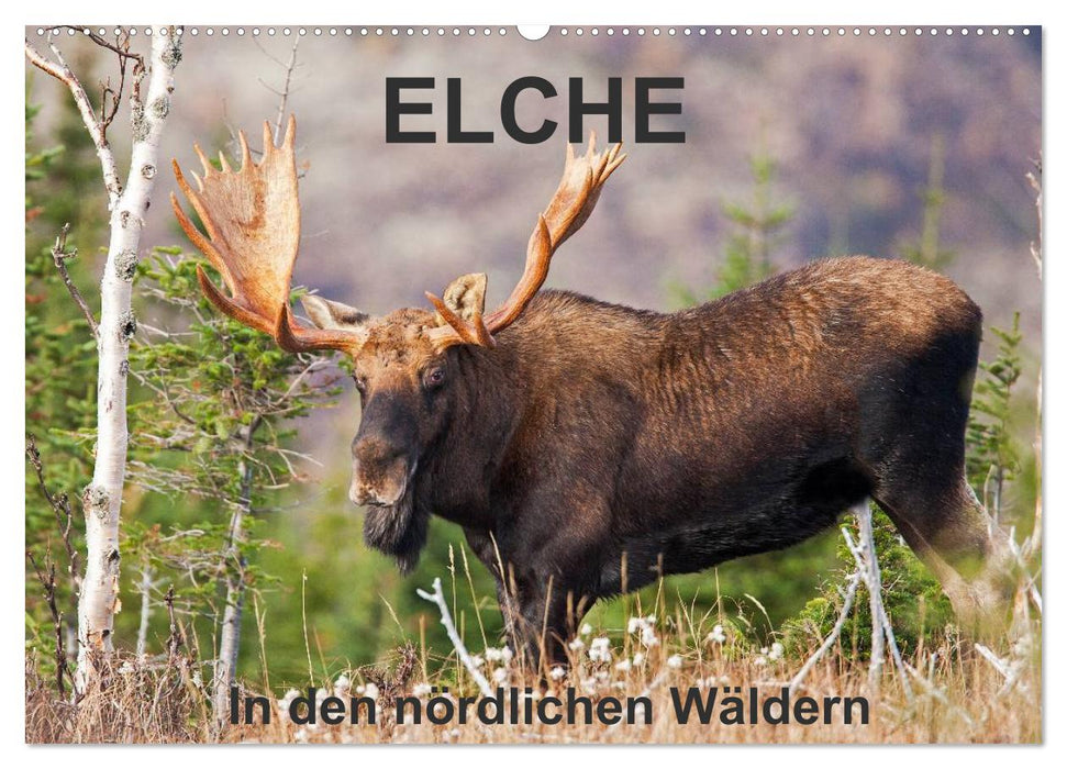 ELCHE In den nördlichen Wäldern (CALVENDO Wandkalender 2026)
