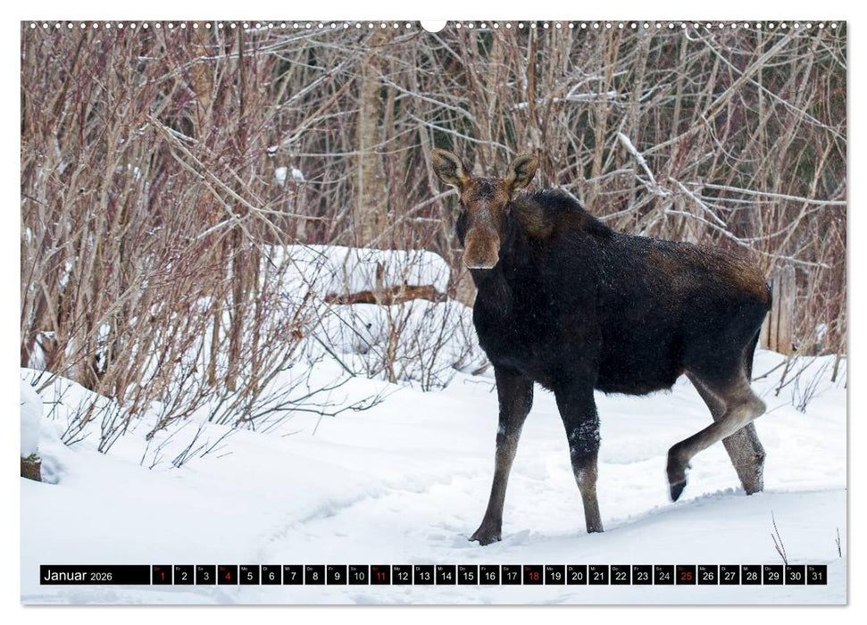ELCHE In den nördlichen Wäldern (CALVENDO Wandkalender 2026)