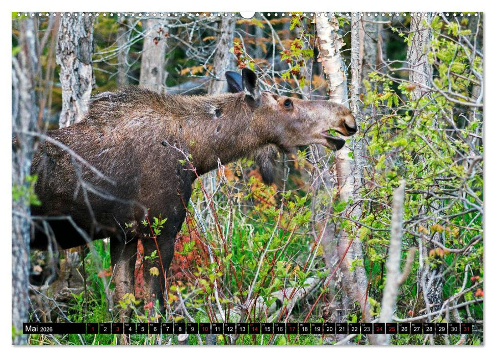 ELCHE In den nördlichen Wäldern (CALVENDO Wandkalender 2026)