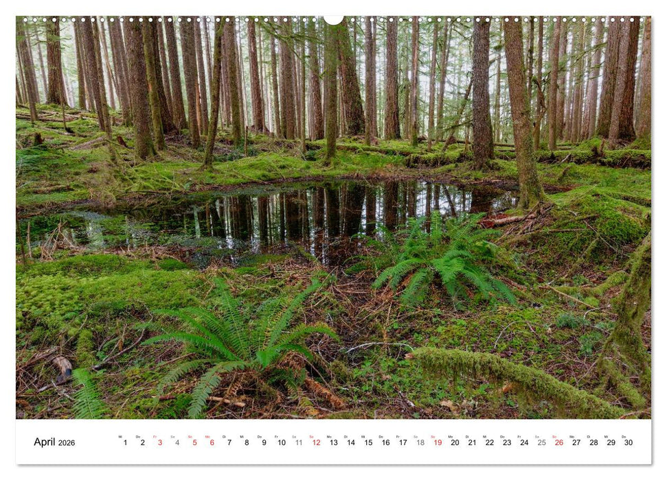 The Olympic National Park - Washington USA (CALVENDO Premium Wandkalender 2026)