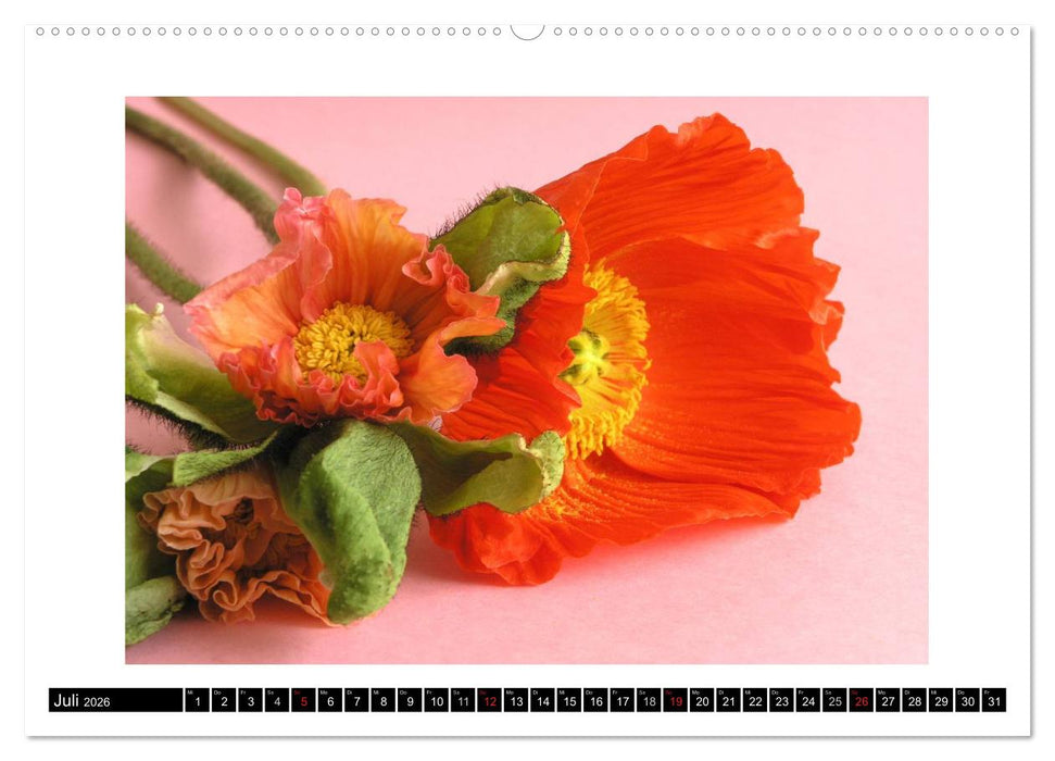 Mohn im Porträt (CALVENDO Premium Wandkalender 2026)