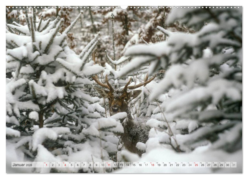 Emotionale Momente: Das Damwild. (CALVENDO Premium Wandkalender 2026)