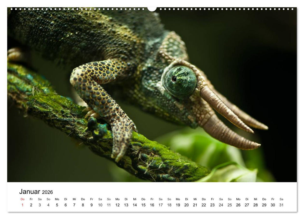 Faszination - Echsen (CALVENDO Wandkalender 2026)